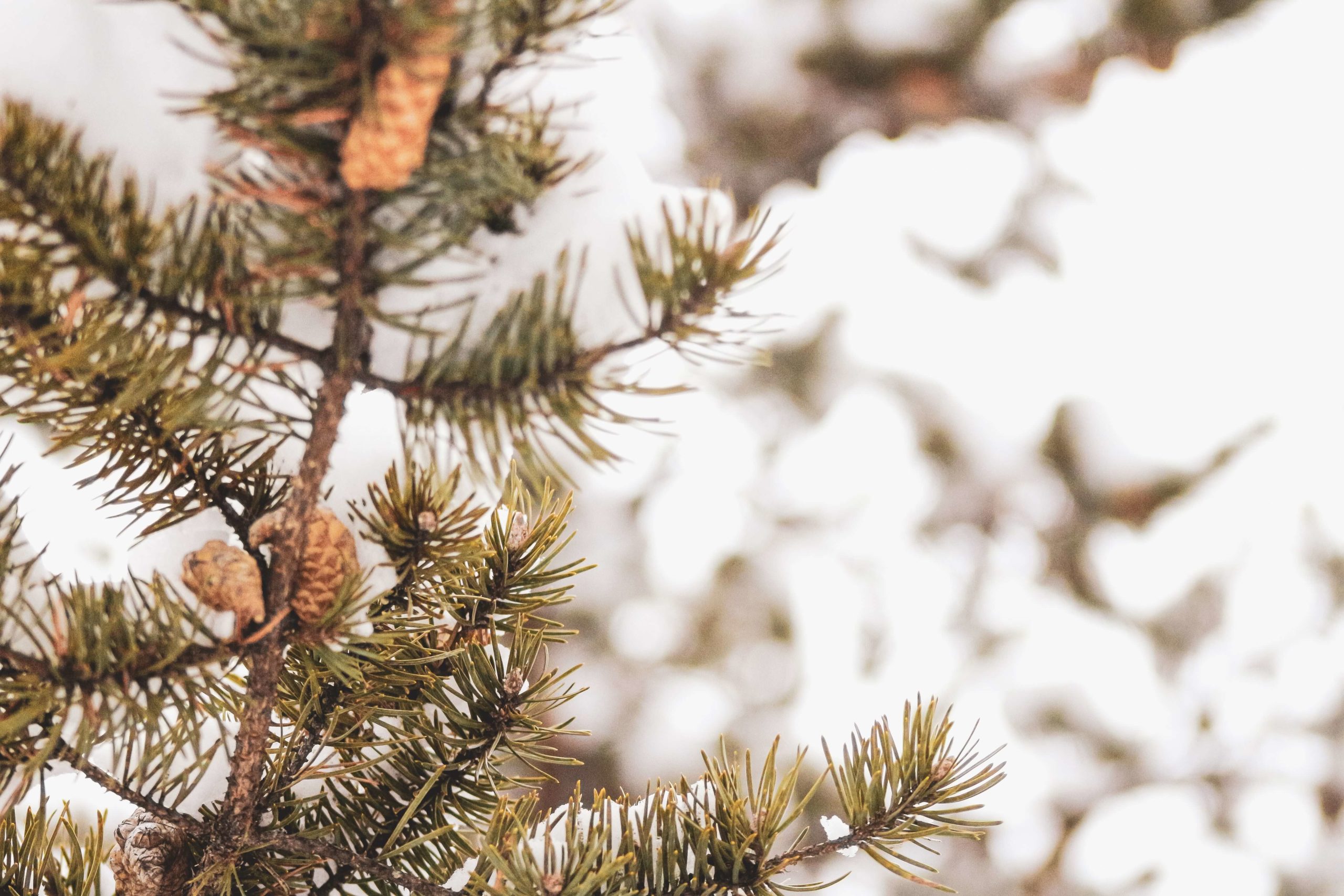 sigmund-4qm59z5b21A-unsplash (1) noel